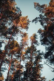 Goldene Baumkronen – Blick zum Himmel von Milene van Arendonk