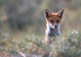 Neugieriger Fuchs mit seinem Kopf über dem hohen Gras von Renso de Wind
