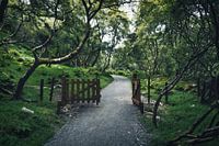 Peinture Look - Paysage irlandais