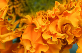 Golden Alchemy II – The Morning Glow by Atelier Alchemist