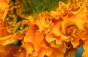 Golden Alchemy II – The Morning Glow