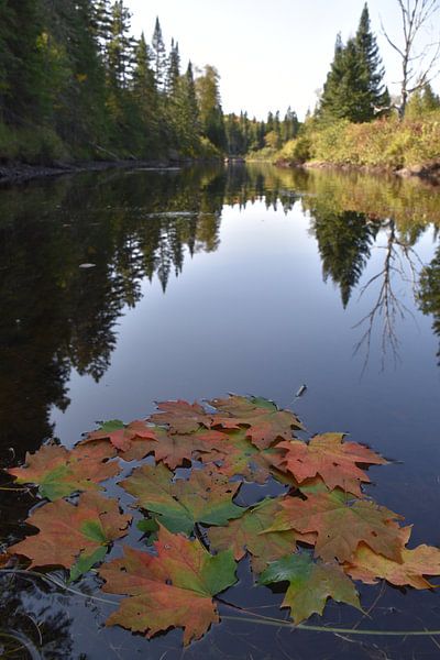 Leaves on the river in autumn by Claude Laprise