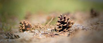 Pine cones on dune path by Peter van Rijn