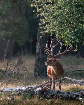 Cerf élaphe avec de grands bois à la lumière du soleil sur Roy Kreeftenberg