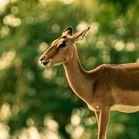 Impala-Antilope