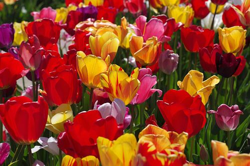 Kleurrijk tulpenveld