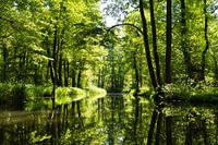 Warme zomerdag in het Spreewald