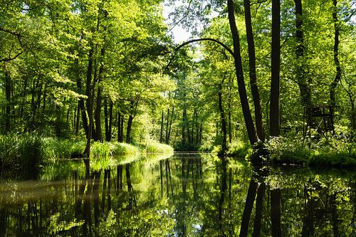 Chaude journée d'été dans la forêt de la Spree