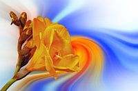 Freesie in front of an abstract twisted background
