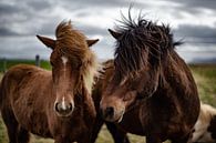 Ijsland Pony van Micha Tuschy thumbnail