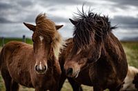 Island Pony