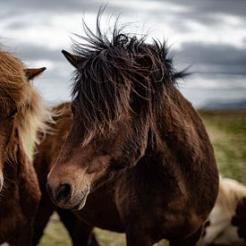 Iceland Pony by Micha Tuschy