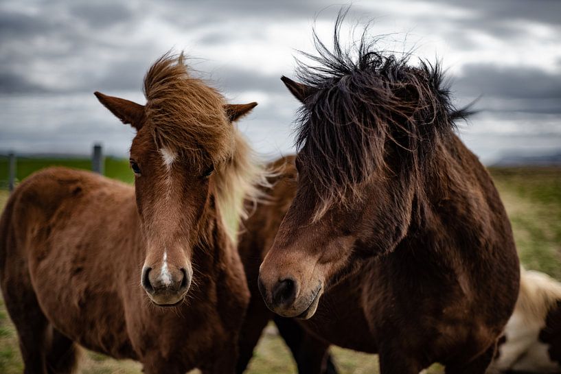 Iceland Pony by Micha Tuschy