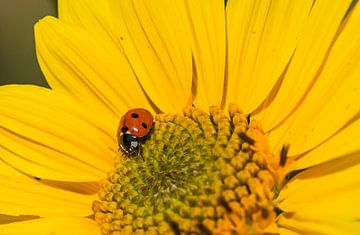 Closeup of yellow garden flower with ladybird beetle by Alex Winter