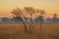 Garderen - Afrika in Nederland