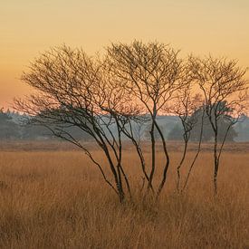 Garderen - Afrika in Nederland van Frank Smit Fotografie