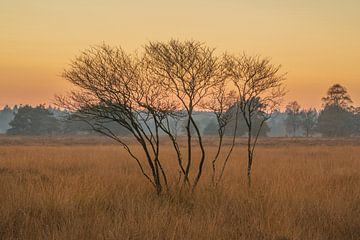 Garderen - Afrika in den Niederlanden von Frank Smit Fotografie