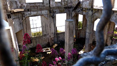 Alcatraz Ruins