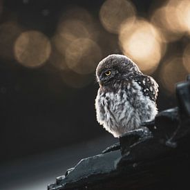 Little Owl by Ruben Van Dijk