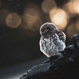 Wijze blik van de natuur Steenuil van Ruben Van Dijk