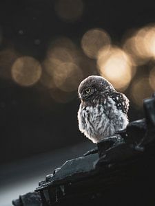 Wijze blik van de natuur Steenuil van Ruben Van Dijk