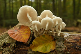 Porzellanschwamm