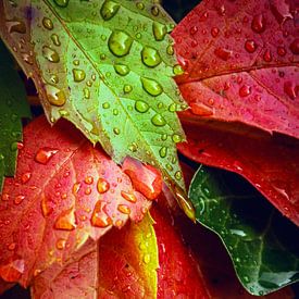 Herfst kleuren van D.R.Fotografie