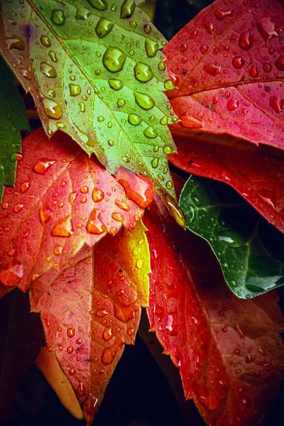 Herbstfarben von D.R.Fotografie