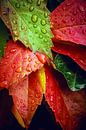 Herbstfarben von D.R.Fotografie Miniaturansicht
