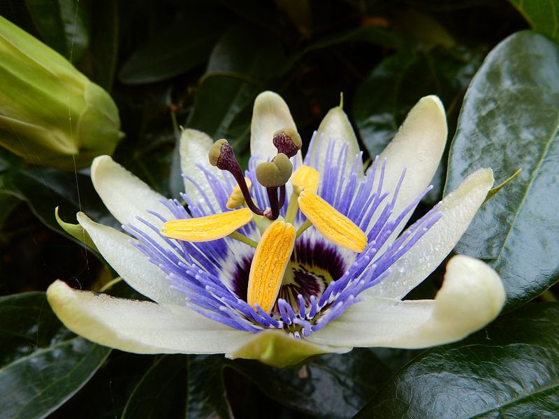 passiebloem van Joke te Grotenhuis