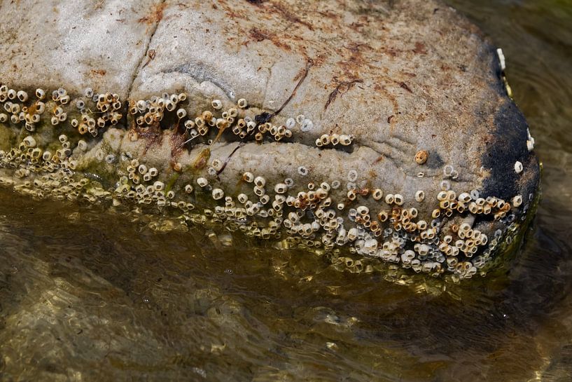 Natural beach with stones and small shells Bornholm by arte factum berlin