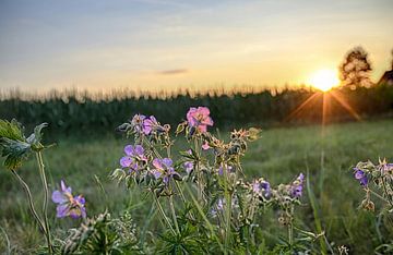 Storchenschnabel in het avondlicht