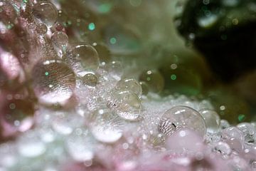 Lelie met waterdruppels (macro-foto) van Eddy Westdijk