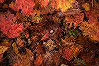 Eikel in rood