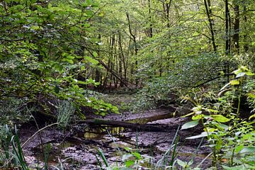 Un ruisseau presque à sec dans la forêt