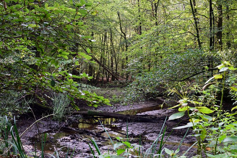 Un ruisseau presque à sec dans la forêt par Gerard de Zwaan