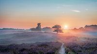 Gasterse Duinen met Flare paarse heide en mist