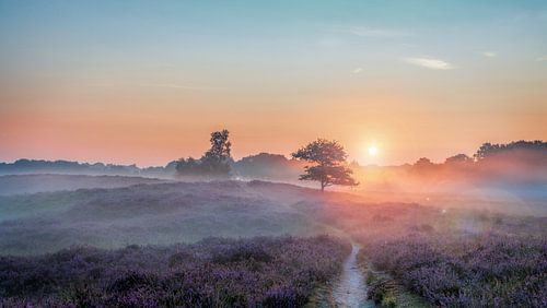 Gasterse Duinen met Flare paarse heide en mist van R Smallenbroek