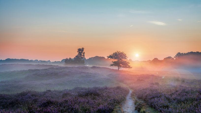 Gasterse Duinen Drenthe Niederlande met Flare, lila Heidekraut und Nebel von R Smallenbroek