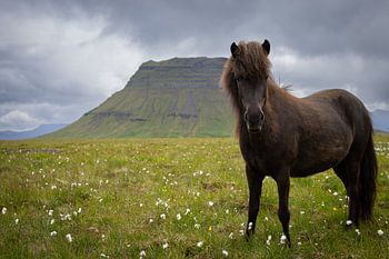Icelandic horse at Kirkjufell