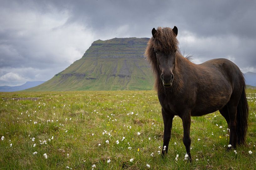 Islandpferd in Kirkjufell von Christa Clerx