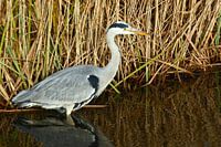 Reiger vogel staat in de sloot voor het riet in de platteland natuur.