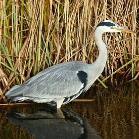 Reiger vogel staat in de sloot voor het riet in de platteland natuur. van Trinet Uzun