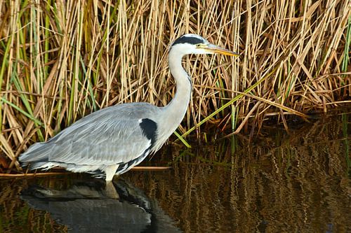 Heron bird stands in the ditch in front of the reed in the countryside nature.