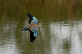 Scharrelaar van Jan van Vreede