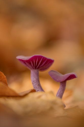 Paddenstoel in het bos: amethistzwam (rodekoolzwam)