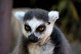 portrait of a ring-tailed lemur