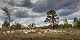 Schaapskudde von Evert Jan Kip