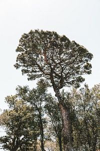 Printemps en Italie, arbres dans un parc en Sicile