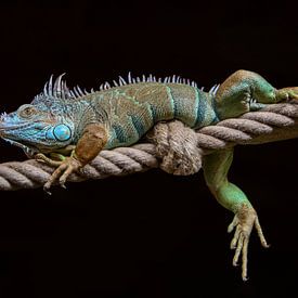 Green iguana on rope by Michar Peppenster